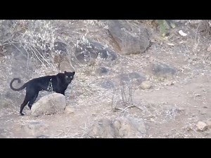 Black panther confronted by a leopard