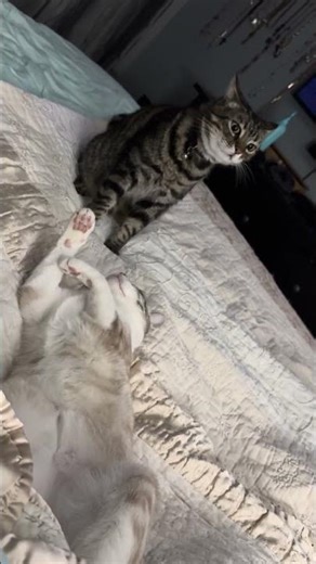 Cat Chuffing #ChuffingCat #CatChuff #ChuffingSounds #CatCommunication #CatBehavior #PlayFight