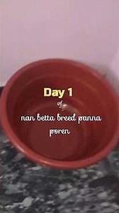 red samurai betta breeding day 1 #bettabreedingtamil #bettabreedingday1 #tamil #betta #fishhobbyist