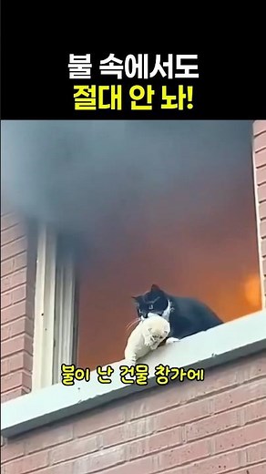 새끼를 살리려고 불타는 건물에서 뛰어내린 어미 고양이 🐱