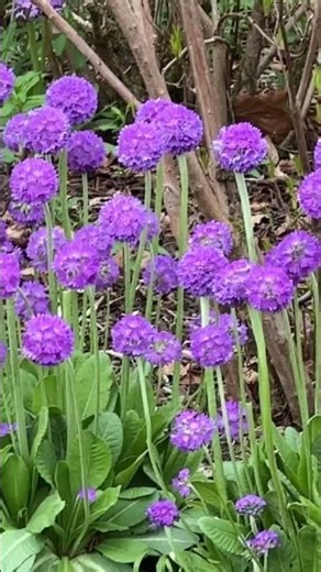 primula flower #foryou #goviral #shortvideo #beautiful #flowers #foryoupage