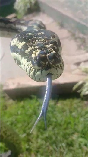 Scarlett the carpet python #reptiles