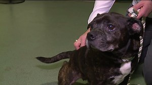 State Checking for Dog Licenses