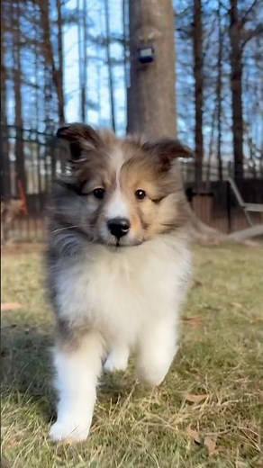 Playful Sheltie puppy running #shelties #sheltie #puppy