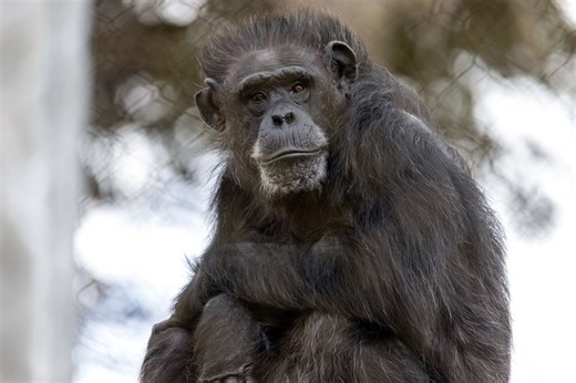 SF Zoo to rehome last three chimpanzees, halting program