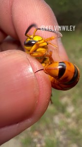 Capturing the Queen Southern Yellowjacket: A Fascinating Discovery