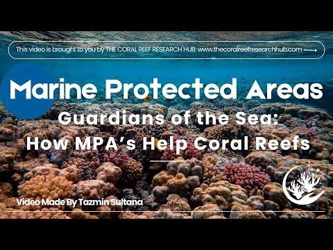 Guardians of the Sea: How Marine Protected Areas Help Coral Reefs #coralreef #marineconservation