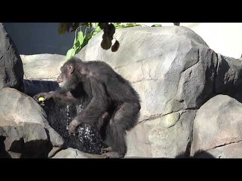 Chimps Explore Primate Forest Habitat For First Time