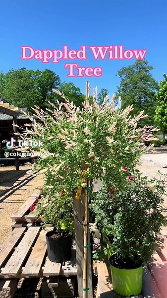 The Dappled Willow tree has beautiful hints of pink and whites! 🩷 #plants #tree #willowtree #plantcare #virginia #williamsburg
