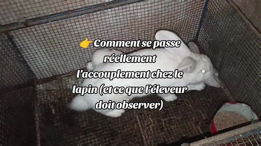 👉 Comment se passe réellement l’accouplement chez le lapin (et ce que l’éleveur doit observer) . #pourtoi #bunny #fypシ゚ #cute #cuteanimals