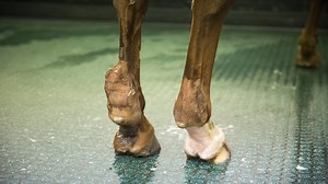Tendon injuries in horses: facts that might surprise you - Horse & Hound
