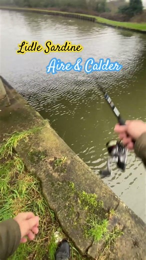 Lidl Sardines Humiliated on the Aire & Calder