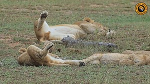 Watch as these cute little Lion cubs cuddle in Kruger National Park, South Africa #nature #safari #animals #wildlife #amazing | Wildest Kruger Sightings