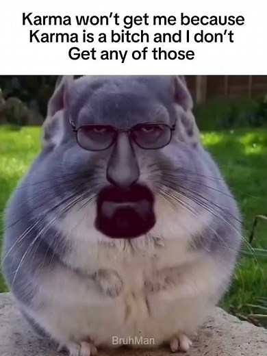 Walter white chinchilla day 6 #funnymemes #funny #funnypictures #hilariouslaughs #quicklaughs