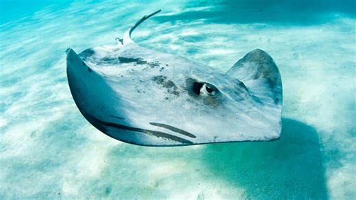 Stingray-inspired robot cracks the mystery of how rays swim