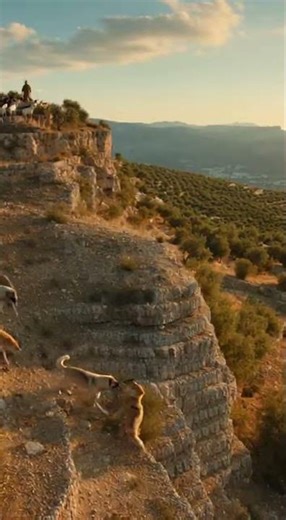 Greek Shepherd Dogs: Guardians of the Cretan Highlands