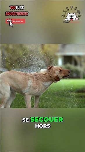 When your dog shakes, they're doing this #caninelanguage #dog #smarttraining