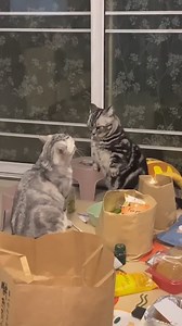 Naughty cat_ so annoying hahaha_funny _cure _catlover | Hope For Pets