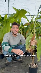 🌿 Le bananier Basjoo : la machine à fabriquer du mulch ! https://pepinsperdus.fr/fr/accueil/655-bananier-basjoo.html Pourquoi ? Parce qu’il pousse à une vitesse folle, qu’il est ultra rustique (jusqu’à -15/-18°C selon protection), et surtout… chaque tige coupée se transforme en kilos de matière organique. 👉 Une fois broyées ou simplement hachées au sol, les tiges et les énormes feuilles du Basjoo deviennent un mulch parfait : riche, humide, protecteur et 100% gratuit. Un véritable réacteur à n