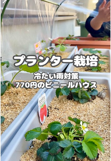 家庭菜園初心者の夫婦の楽しい挑戦