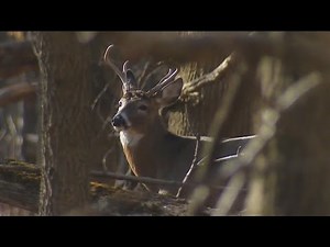 Sunday hunting begins in Pennsylvania for deer rifle season
