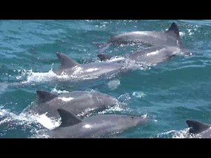 天草　イルカ・ウオッチング　Japan Kyushu Dolphin Watching