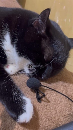 Purring Cat sound for Relaxation. Cute Cat purring. Relaxing video for sleep #purr #purring #relax