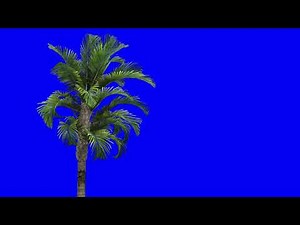 palm tree blue screen chromakey