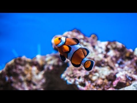 Fish for Kids with Pronunciation (and with Photos)