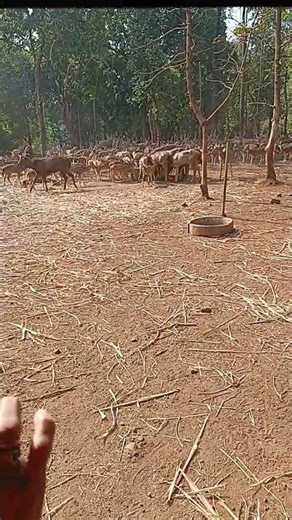 Silvassa Wildlife / Zoo #shortsfee #shortvideo #nature #animals #zoo #deer