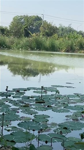 Foreigner falls into crocodile pit. #Funny #StressRelief