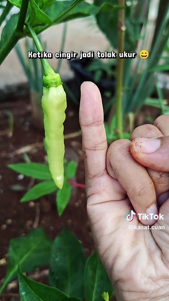 Cengek domba hasil purning / potong pucuk. #cabaipotongpucuk #pohoncabai #cengekdomba