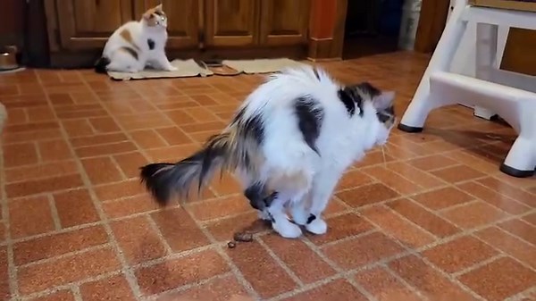 Life at W3B. I stimulated Zaza to poop when I expressed her bladder. Works great to have her poop on the kitchen floor. Easy cleanup! And you get to see part of the stylish extra layer I wear to go in to feed Guava in the ringworm room. Maybe one day the volunteers at W3B can do a fashion show to raise money for the wees! #w3bZamani [smartphone] Wee3beasties: Saving the Strays | Wee3beasties: Saving the Strays