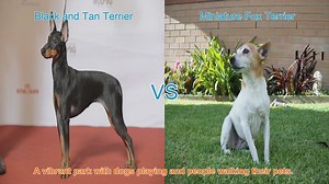 Comparing Black and Tan Terrier vs. Miniature Fox Terrier