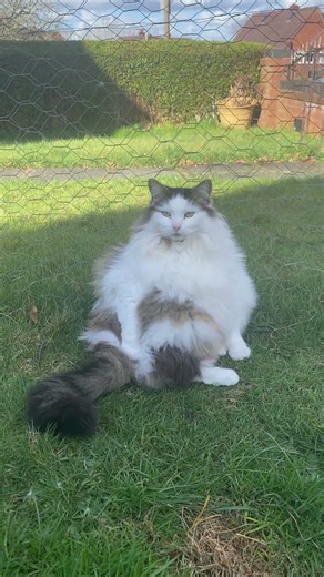 A distinguished little gentleman! #cat