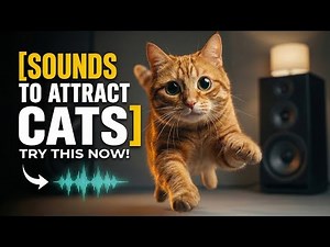 Types Of Meows to ATTRACT Cats🐱🎶 Cat Meow Sound