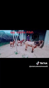 1.2K views · 142 reactions | Goat breed of Kashmir Punjab on Reels | Facebook