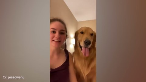 Owning a 200 IQ Dog Must Be Quite the Experience