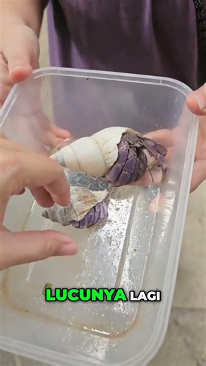 Kepiting Harnit?! Ini Dia Kepiting Kelapa Raksasa Pemanjat Pohon! 🥥🦀