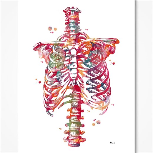 Rib Cage Print Human Thorax Anatomy Medical Art Watercolor Skeletal System Chest Ribs and Sternum Poster Medical Clinic Wall Decor - Etsy