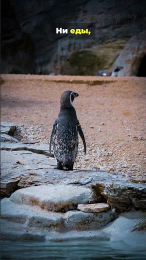 Пингвин голодает 4 месяца ради яйца #wildlife #survival #facts