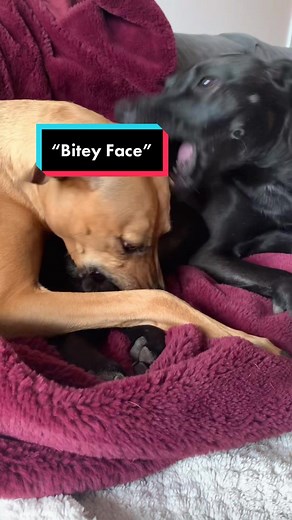 Understanding Dog Play: What Is 'Bitey Face' and Why Dogs Do It