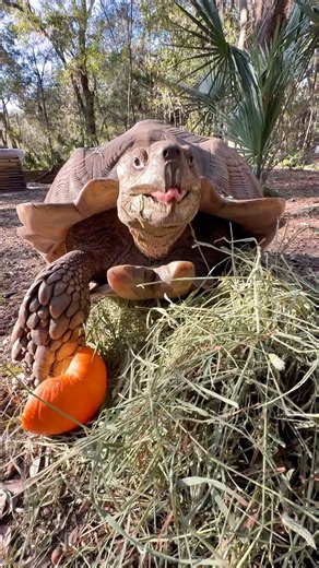 Christopher Gillette on Instagram: "He doesn’t want food, he wants violence 😂. This is Jumanji, our biggest tortoise at the sanctuary! He’s an African spurred tortoise, 22yrs old and around 200lbs. He he very territorial and will chase me, the dogs, the bucket, even the turkey😂. He doesn’t bite, just rams into you and tries to push you out. Sadly these tortoises are often sold as babies to people who have no clue or capacity to properly take care of them and they often suffer major health issu