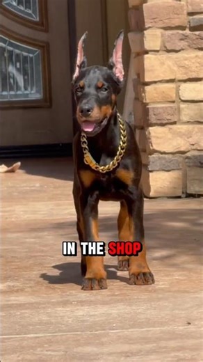 Doberman Reality Check The Ferrari Problem 🏎️🐕
