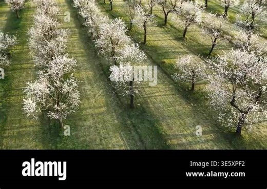 Aerial view of full bloom white and pink color almond tree blossom blooming during springtime in orchard Stock Video Footage - Alamy