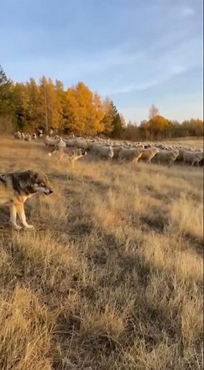 Farm Dogs Bark as Wolves Move In — Tense Wildlife Encounter