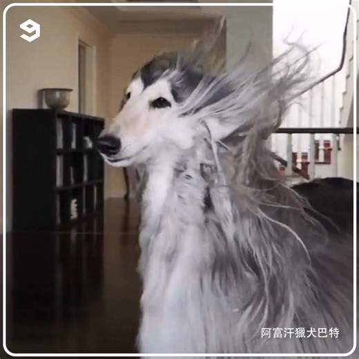 76K views · 106 reactions | Afghan hound has shiny smooth hair | 9GAG TV | Facebook