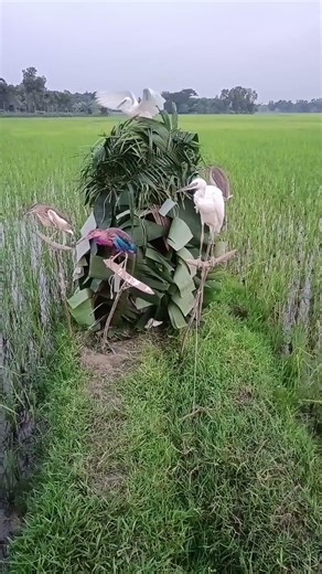 A Serene Village Environment Captured with a Graceful Bird Flying in Nature