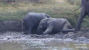 139K views · 5.7K reactions | Baby elephants playing in the mud? Just what we needed. (via @explore.org) Can't get enough elephants? Don't miss an encore of "Naledi: One Little Elephant" this Weds at 8/7c. | Nature | PBS | Facebook
