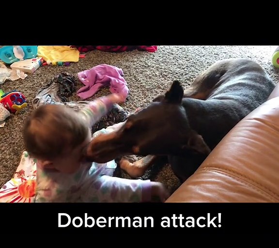 Aggressive Doberman Pinscher Attack Video
